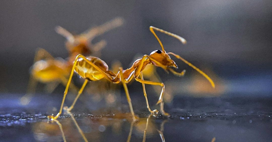 brown ant on blue surface