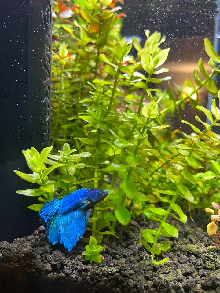 A blue betta swims in a planted fish tank while a toddler watches in awe.
