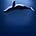 鯨落筆記 Whale Fall Notes