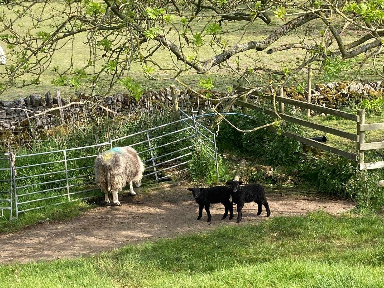 A Sheep and her Lambs, May 2025
