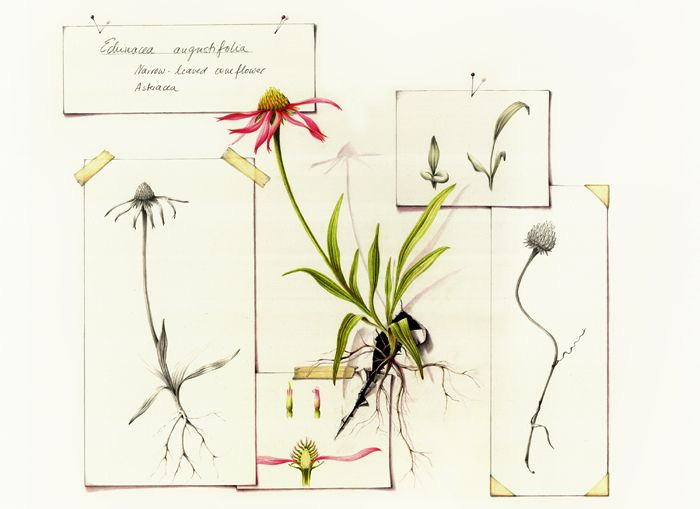 Magickal and Medicinal Herbs: Echinacea 101 – Witchy Gypsy Momma