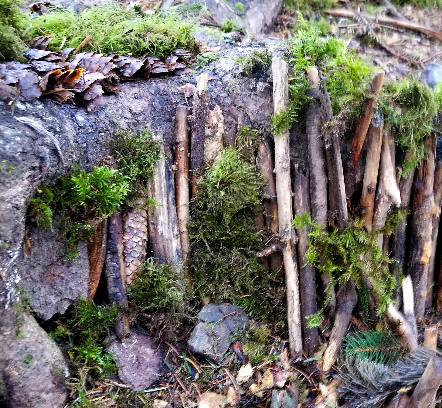 Sticks and moss are placed against the base of a tree, home for the fairies.