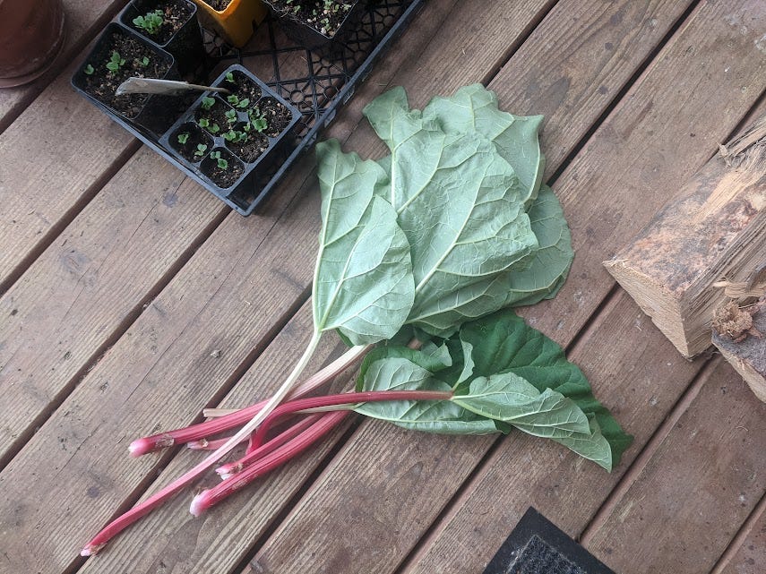 stalks of rhubarb and their massive leaves