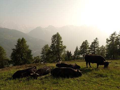 Eringer cows in the Swiss mountains