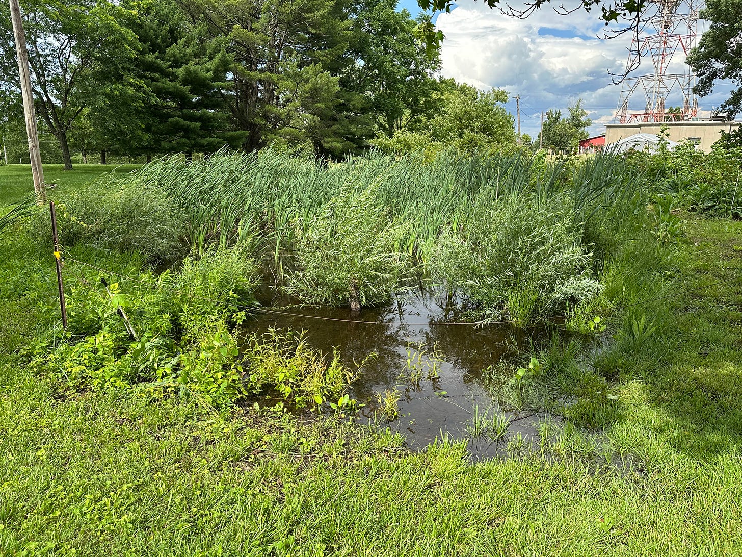 small swamp of willow stumps, cattails, snakes and very loud frogs