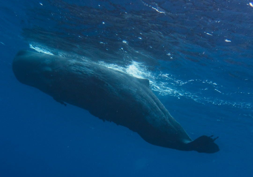 a woman in a wetsuit swimming next to a whale a woman in a wetsuit swimming next to a whale