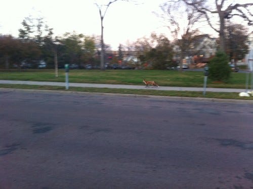 Red Fox Red Fox