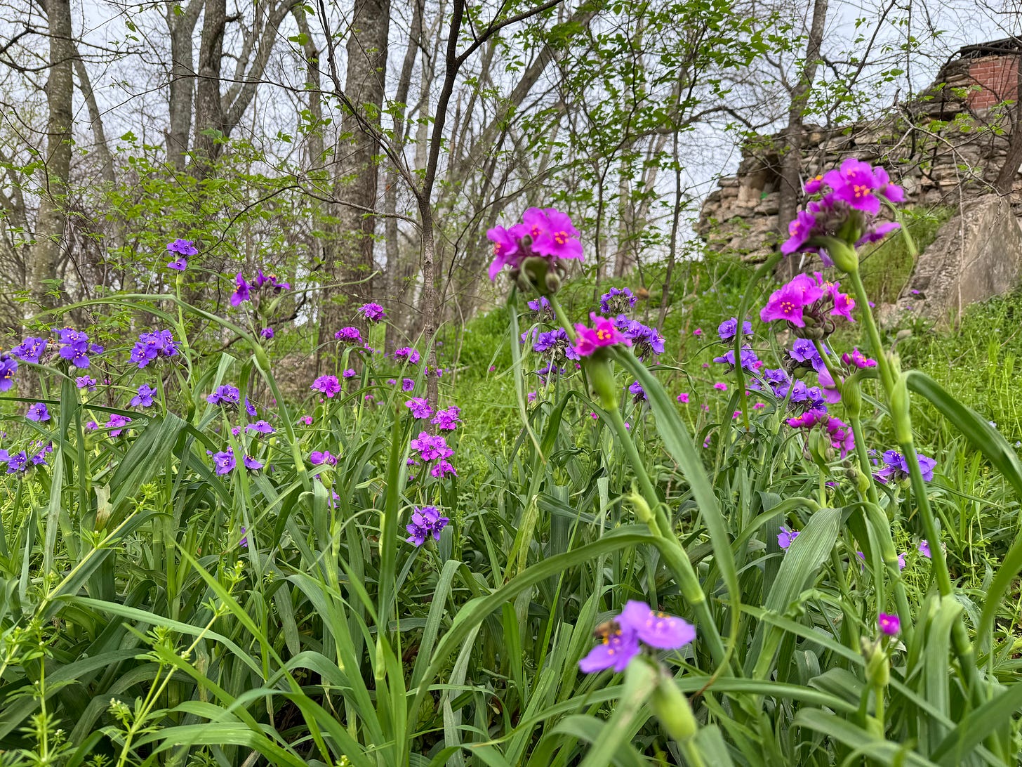 Spiderwort in bloom in an edgelands grove of landfill and hackberrys