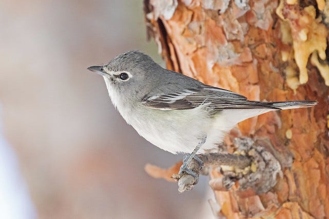 Plumbeous Vireo - eBird