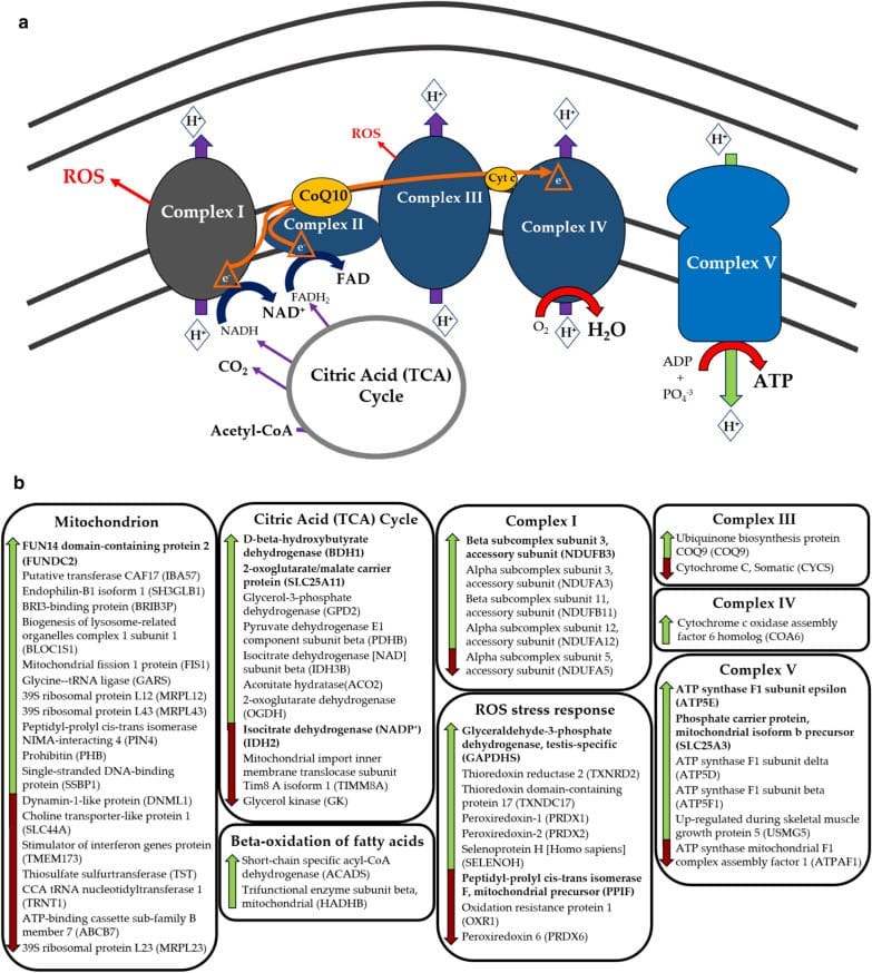 Why Are You Exhausted But Can’t Sleep? Is It a Mitochondrial Energy Paradox? https%3A%2F%2Fsubstack post media.s3.amazonaws.com%2Fpublic%2Fimages%2F7cbd0dbf d676 436d b767