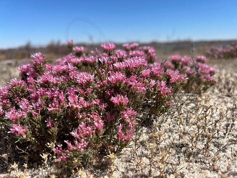 Wildflowers at the Haggerty farm