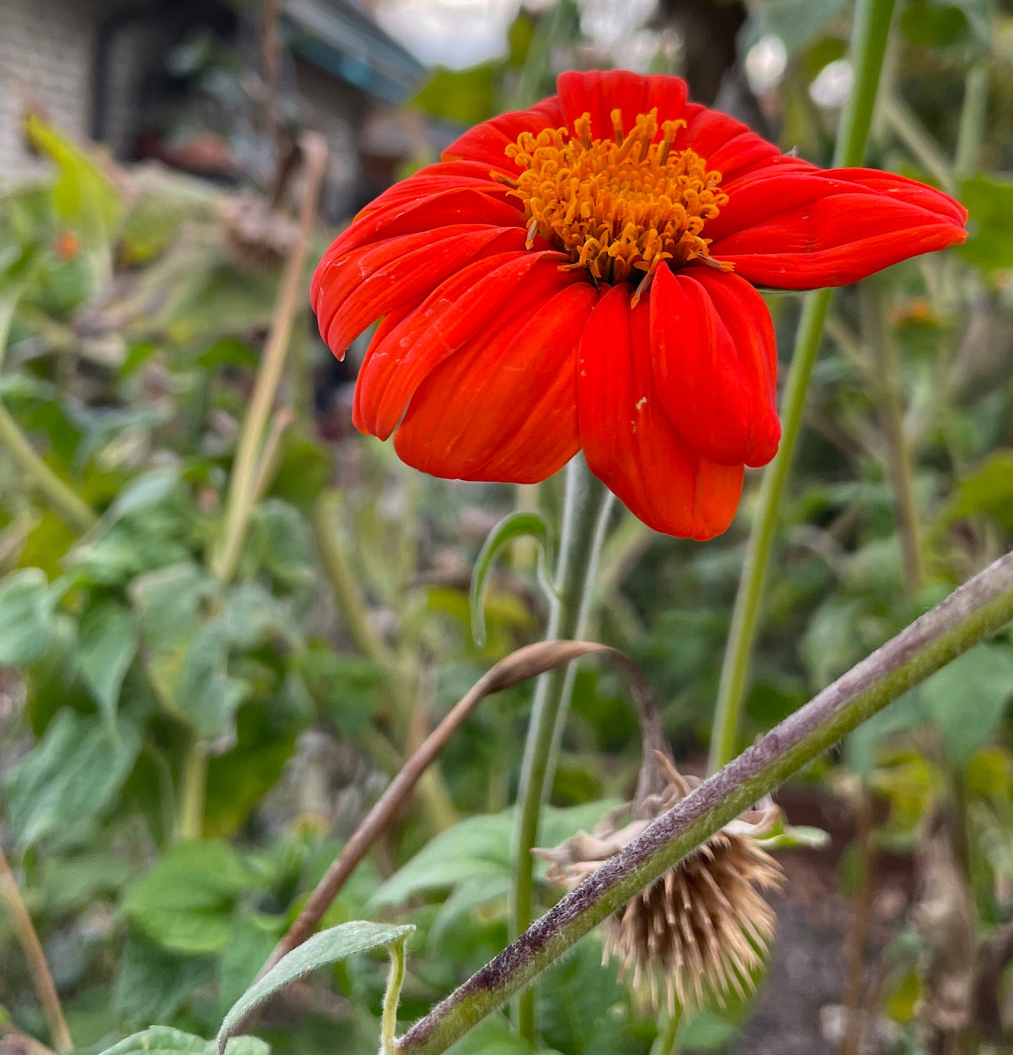A Tithonia blossom and a spiky seedhead