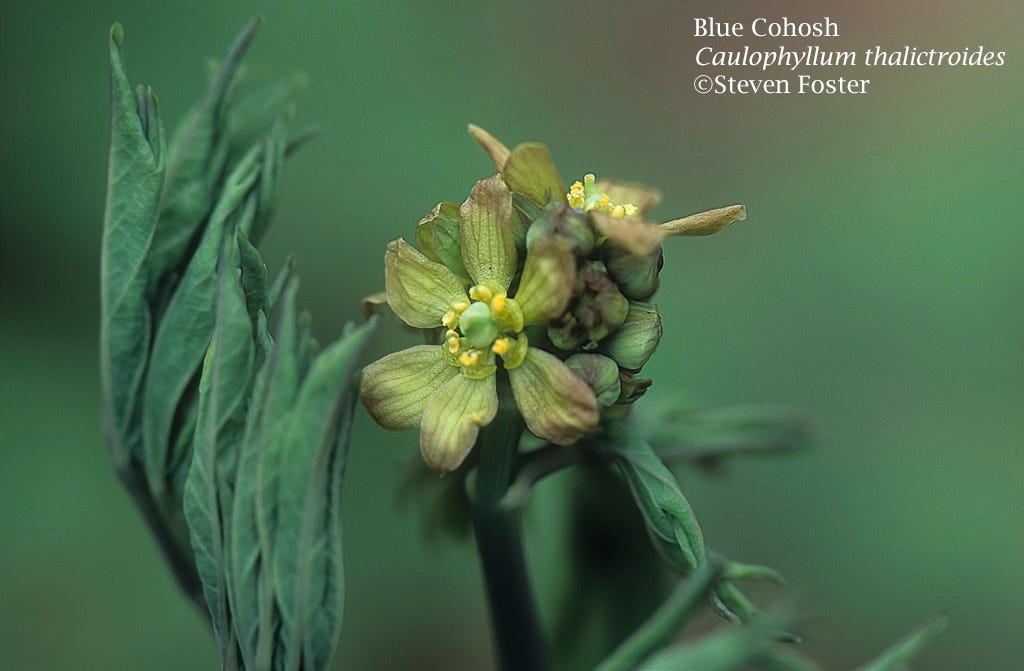 Caulophyllum thalictroides, Blue Cohosh Blue Cohosh