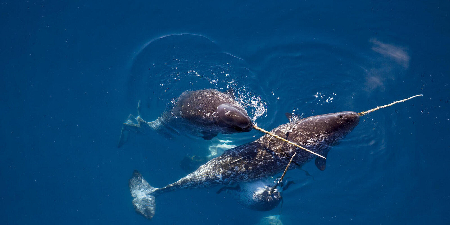 Unicorn of the Sea: Narwhal Facts | Stories | WWF Unicorn of the Sea: Narwhal Facts | Stories | WWF