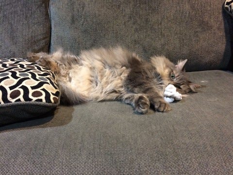 Kali_Footresting_Cats_Amuse_Themselves Kali_Footresting_Cats_Amuse_Themselves