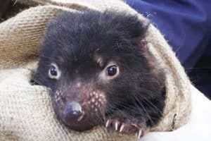 Cute tasmanian devil