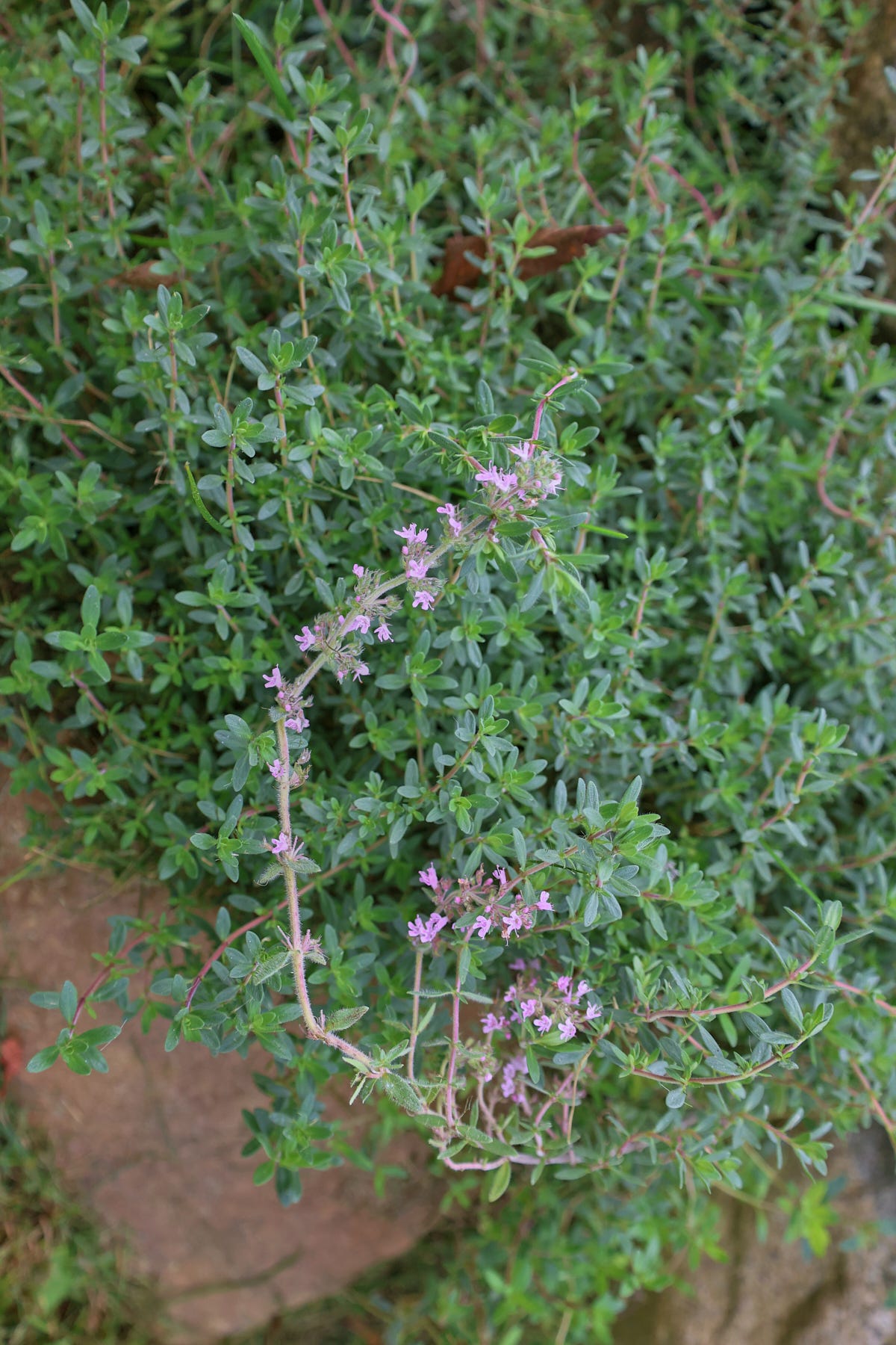 blooming rose petal thyme plants between boulders blooming rose petal thyme plants between boulders
