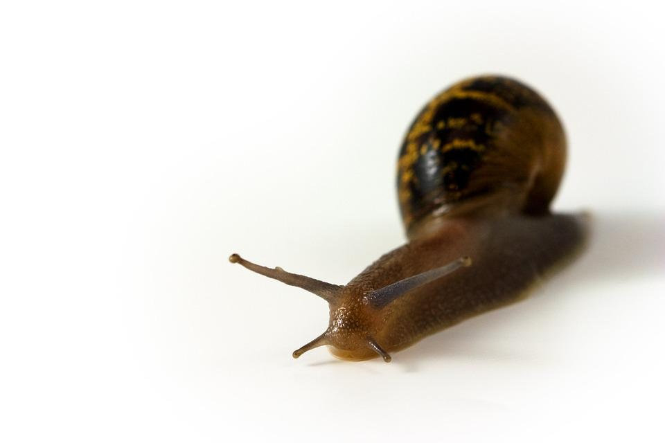 Snail, Animal, Slug, Mollusk, Shell, Wildlife, Marine