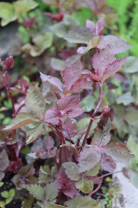 various herbs in an herb garden