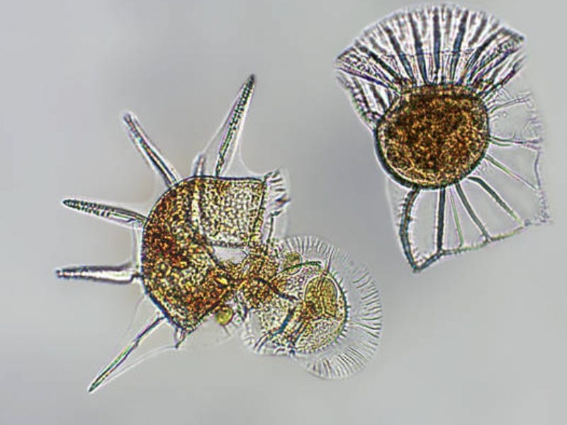 Partnership develops natural biocontrol products from microalgae