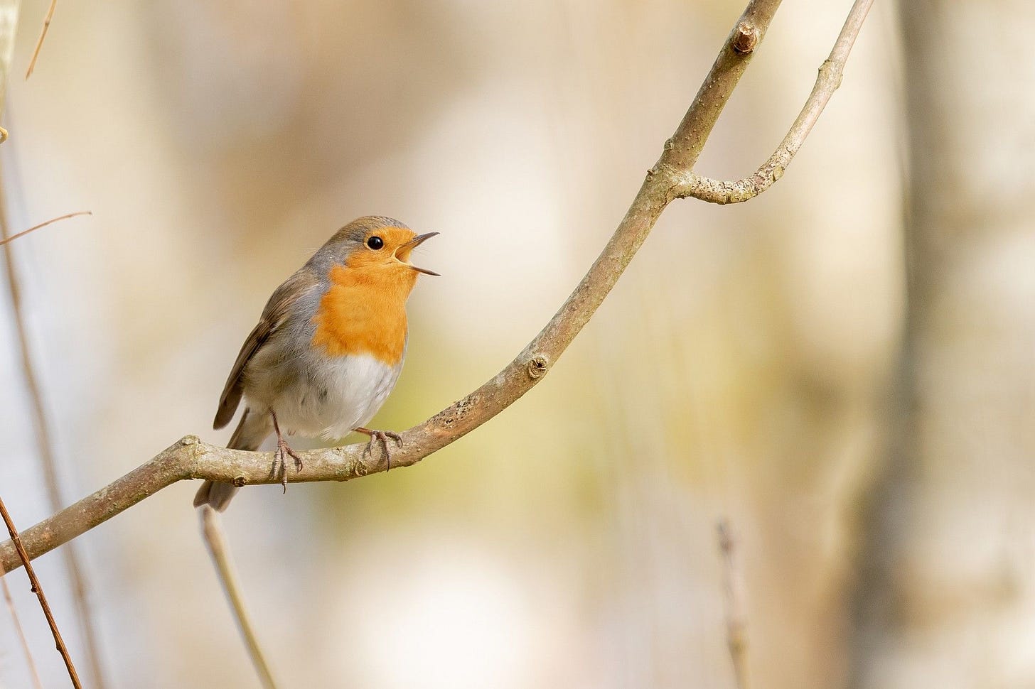 Bird singing in a morning.