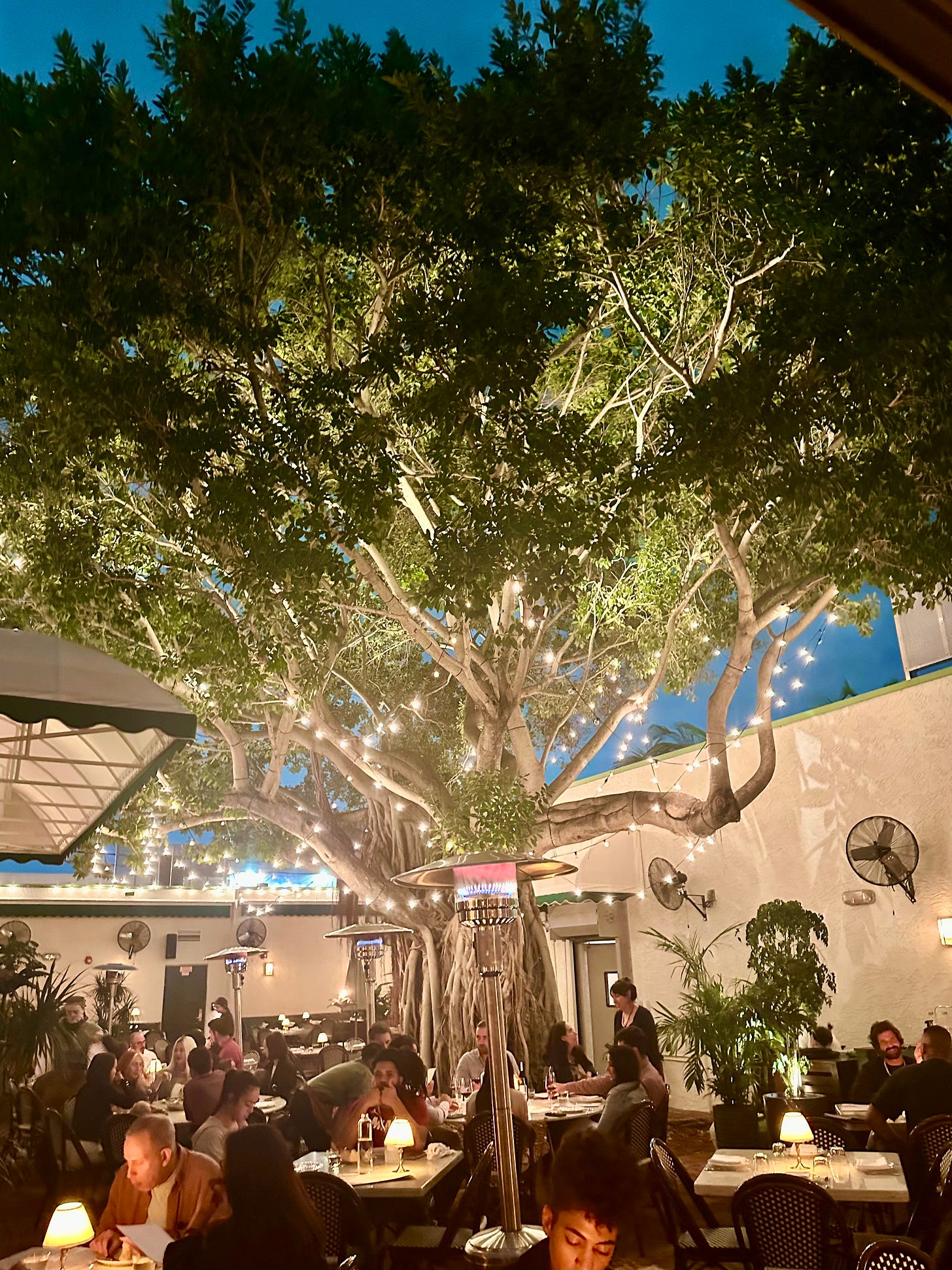 Bannon tree at Sunny's, Miami