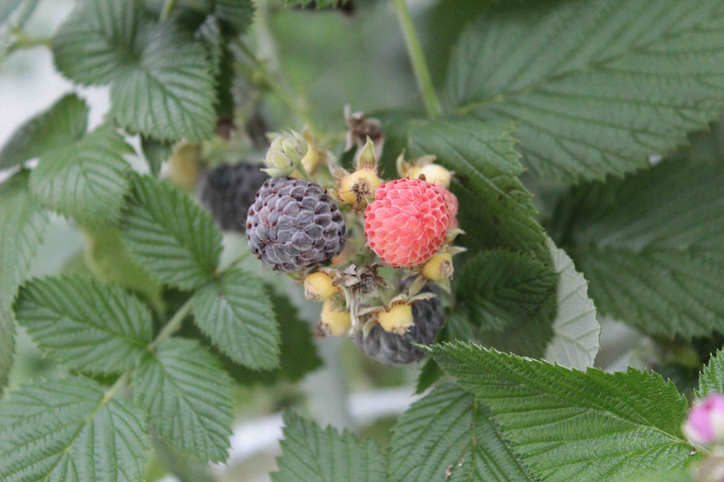 Chinook Raspberry Experiment: The Mystery of Blue Raspberry Flavor