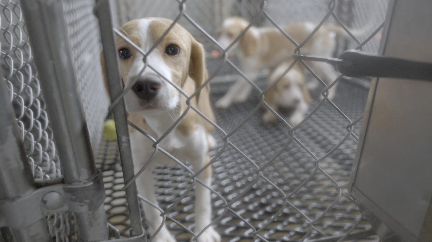 Three beagle puppies stand in a metal kennel behind a chain-link fence, with one puppy close to the camera and two others blurred in the background.