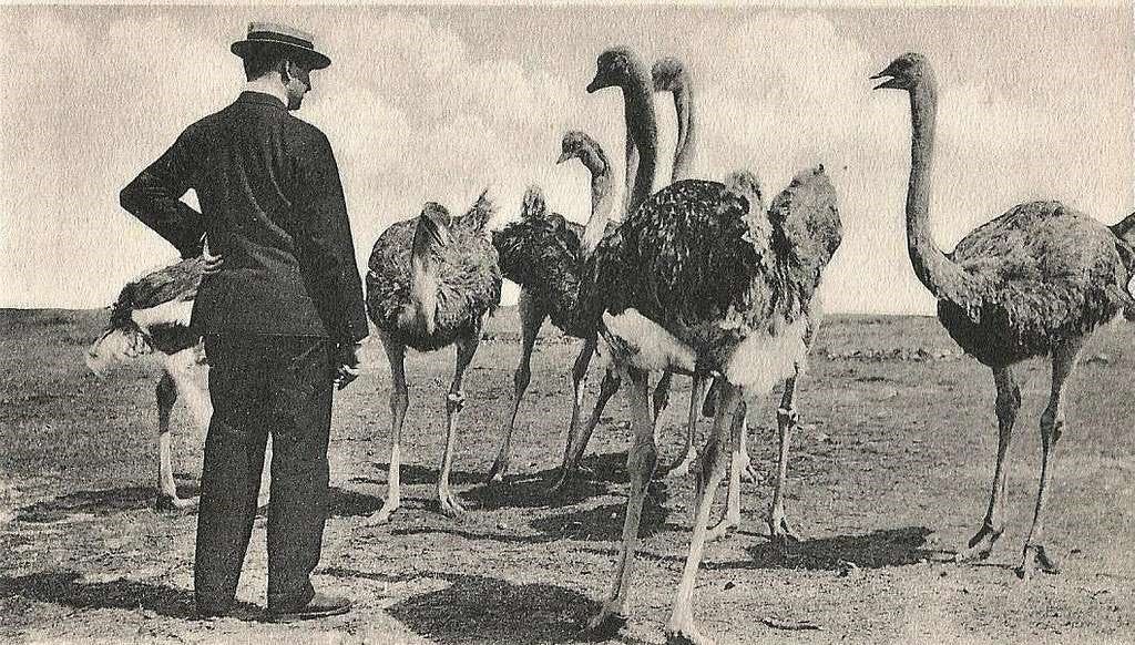 The Emu War. Yes that's right…the Emu War… | by Horse Water History | Medium