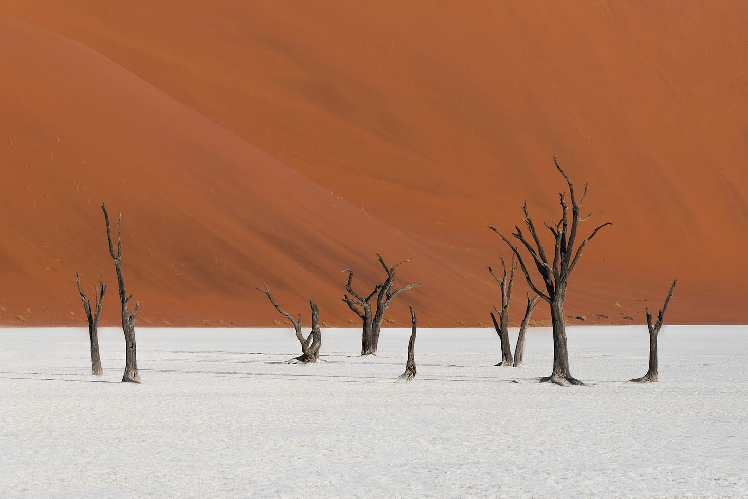 Ancient trees in Deadvlei