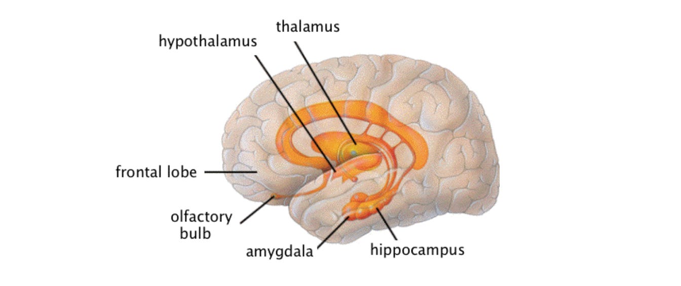 Limbic region of human brain