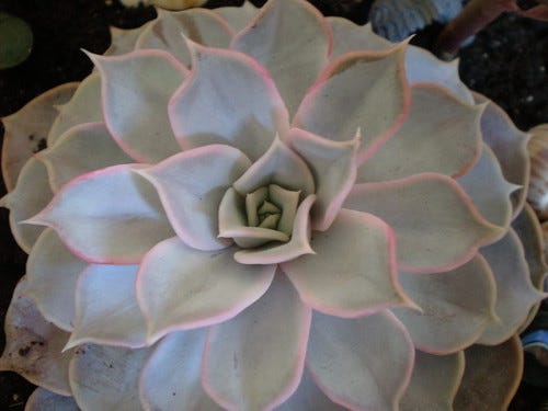 succulent succulent
