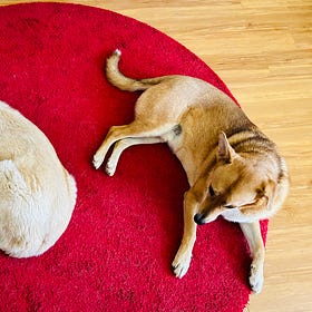 With Great Puppyhood Comes Great Exhaustion