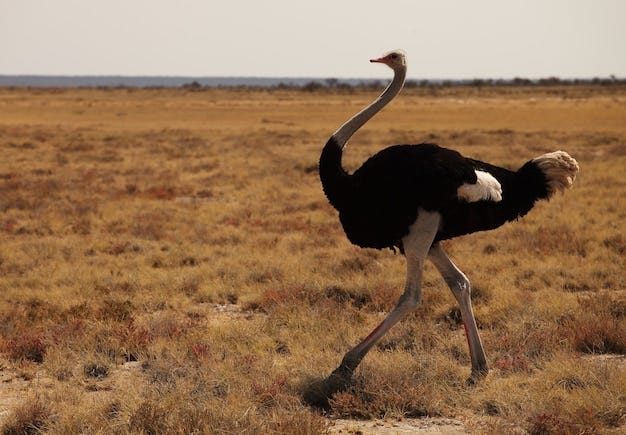 Free photo closeup shot of an ostrich running on the grassy savanna plain in namibia