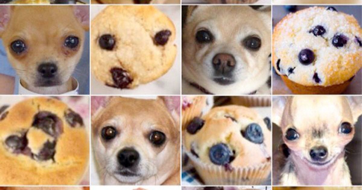 Two rows of photos alternating between chihuahuas and muffins.