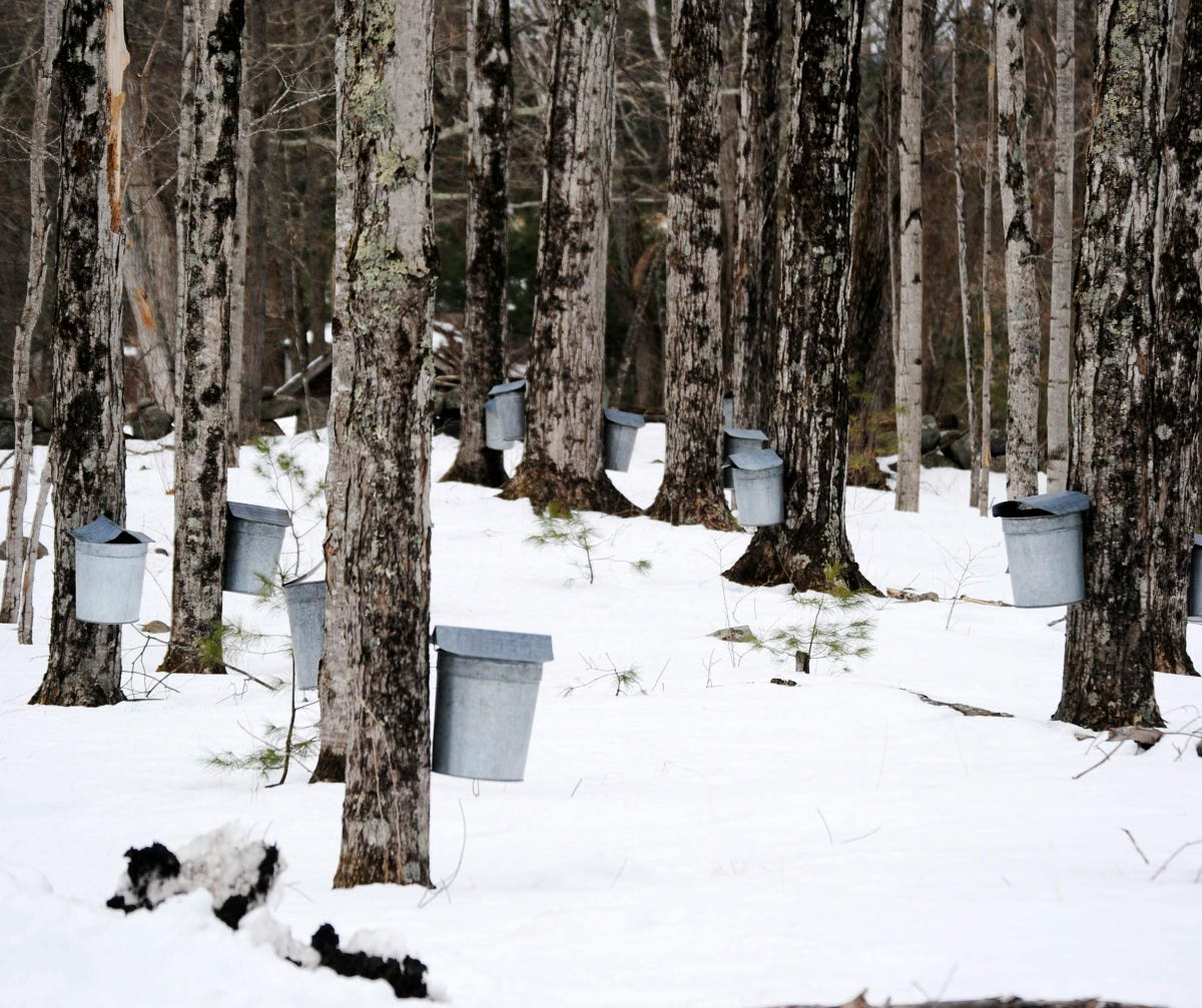Maple trees in a snowy grove with tin sap buckets hanging from pegs