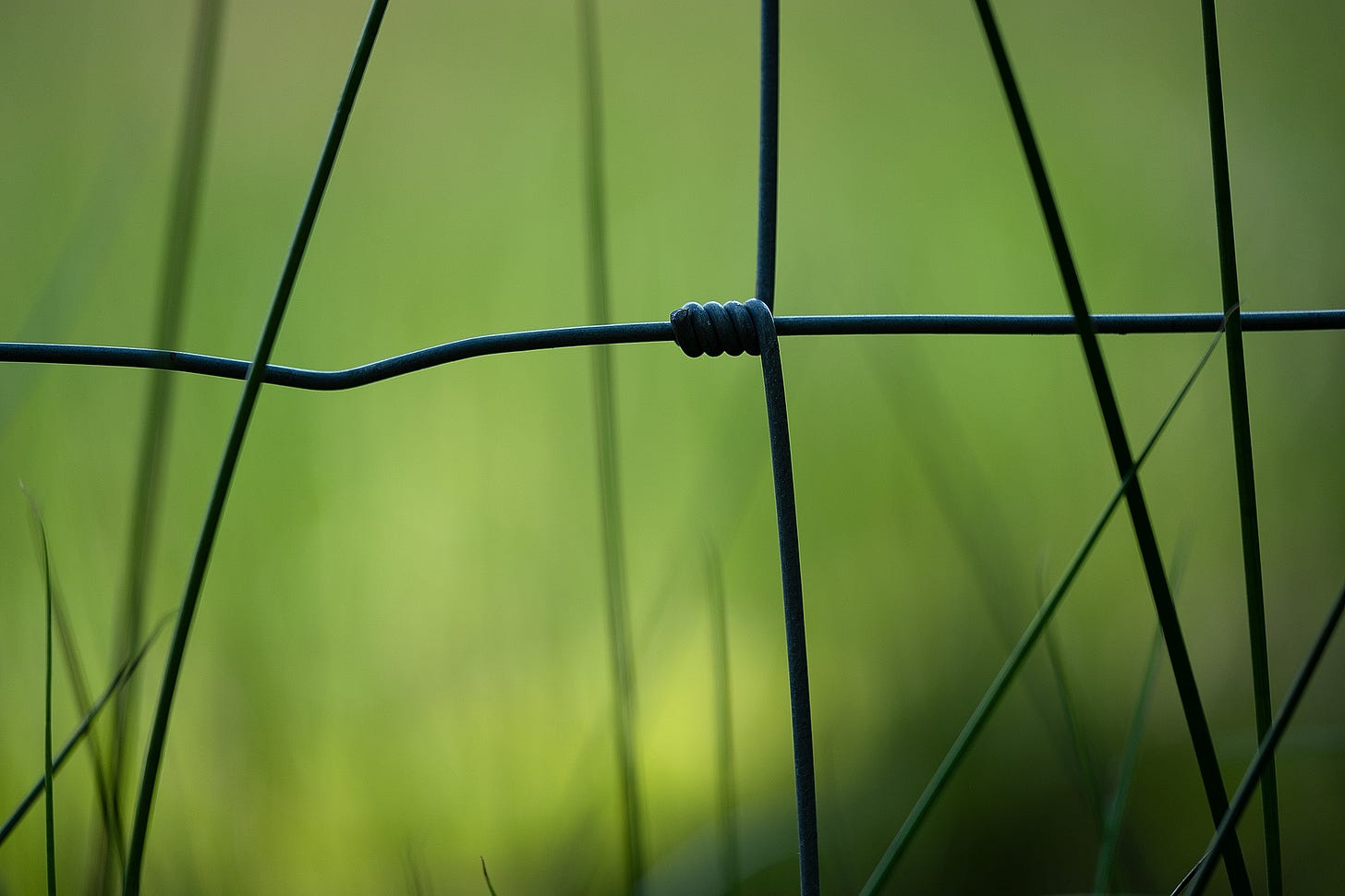 The organic ambition of curving soft rush contrasts with the geometry of constraint, as nature is fenced out by wire.