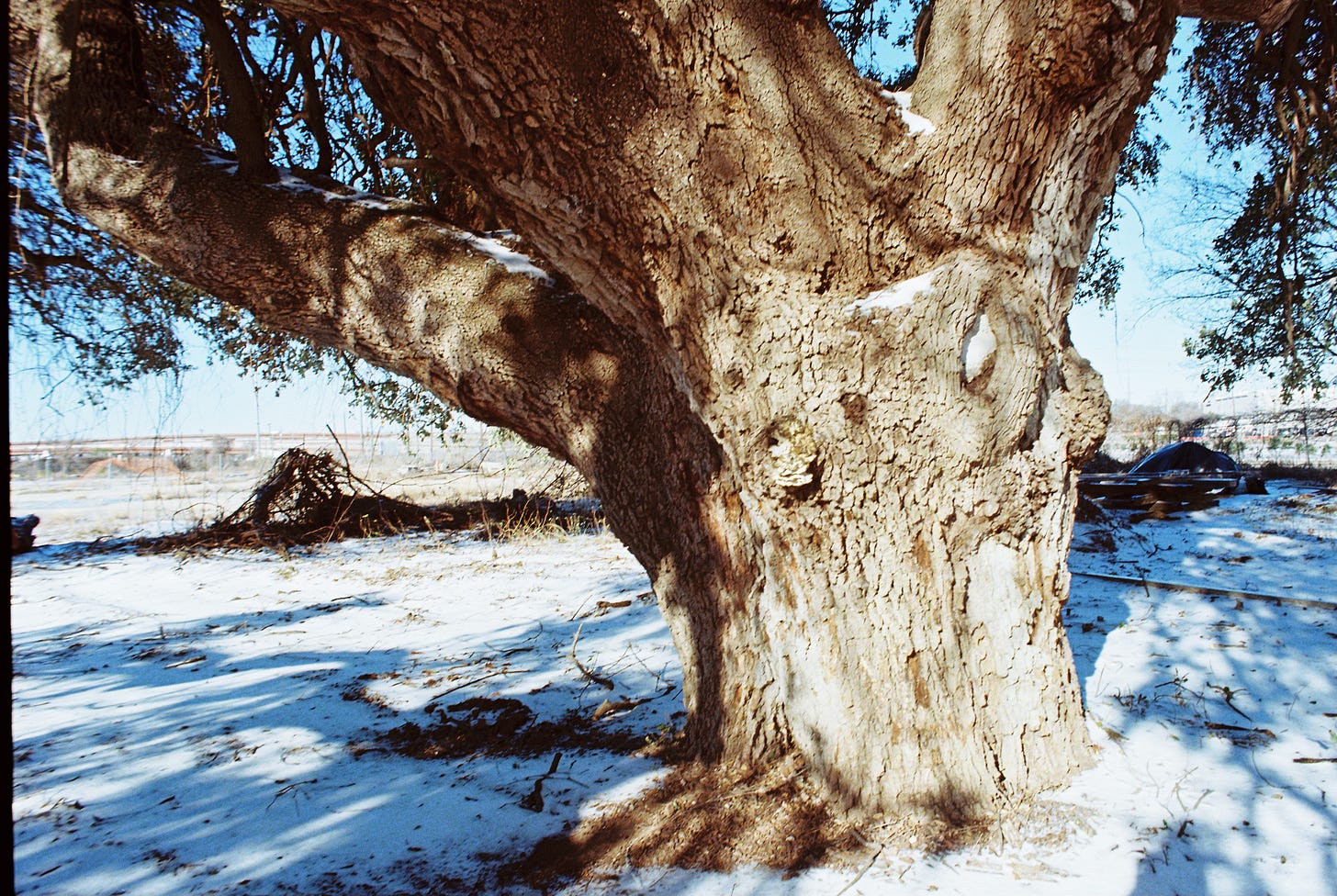 Large trunk oak tree in snow