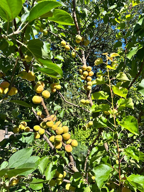 fruit and flowers bloom in the food forest