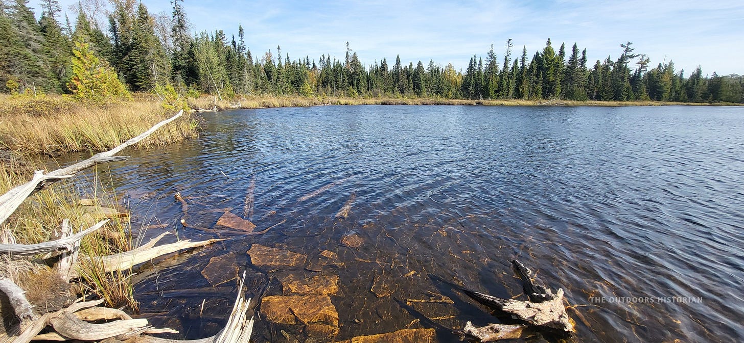 A close-up view of dark, tannin-rich water in a bog, surrounded by bright green sphagnum moss and marsh plants.
