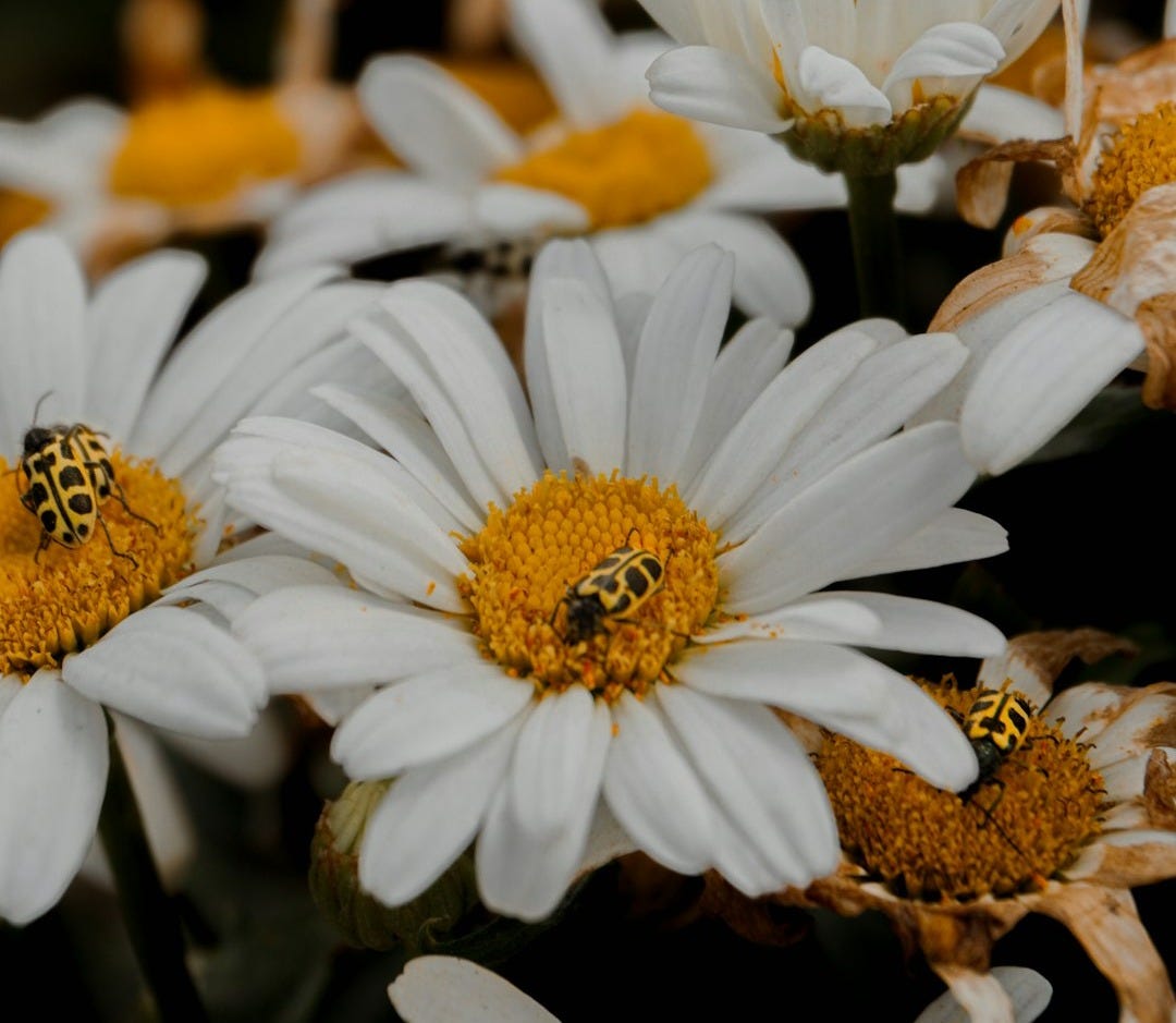 A bunch of white flowers with yellow centers
