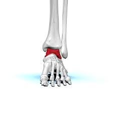 File:Left Talus bone 01 anterior view.png - Wikimedia Commons