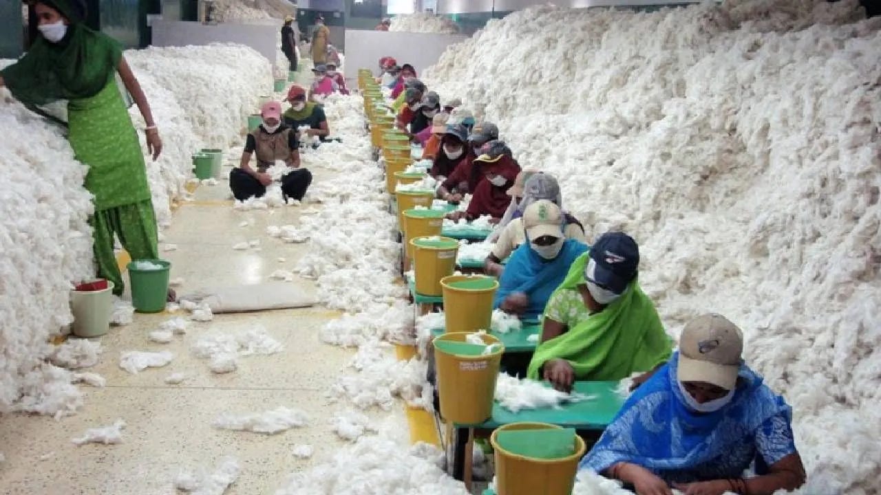 Cotton Procurement