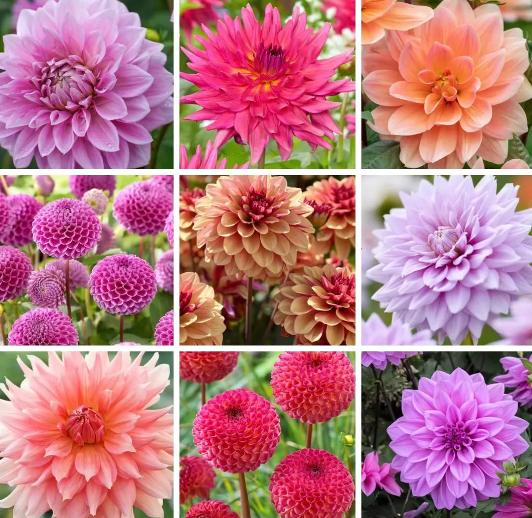 Grid of colourful dahlia flowers in shades of pink, peach, coral, and purple, showing different forms including pompon and decorative blooms.