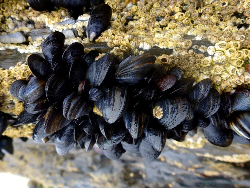 Clinging onsmaller