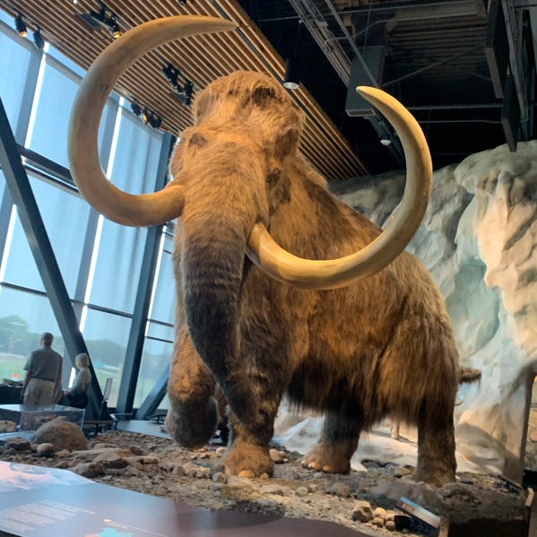 Musings from a Mass Extinction 