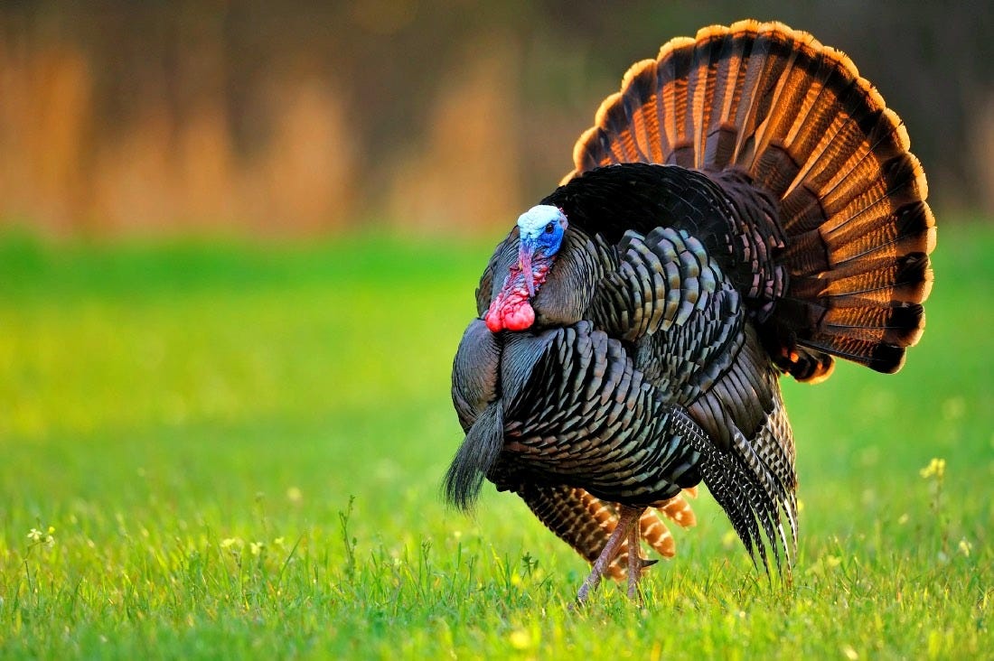 Subspecies of Wild Turkey | Mossy Oak