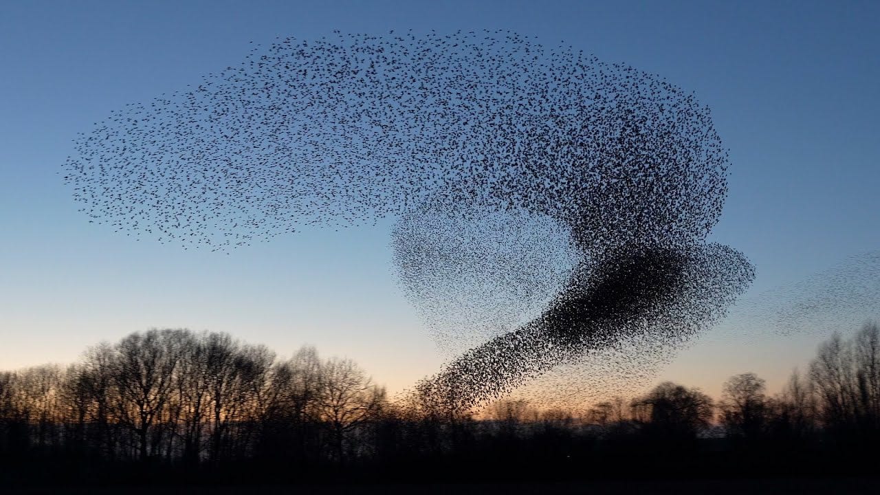 Why do starlings flock in murmuratons? - GardenBird