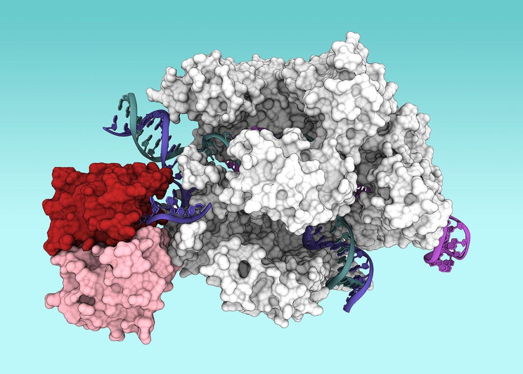 CRISPR-Cas9 gene editing