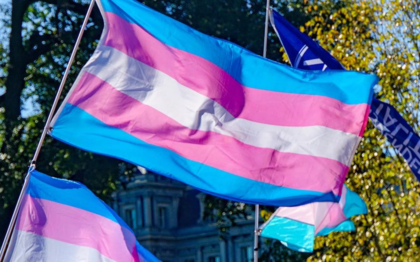Trans flag flying with trees in the background.